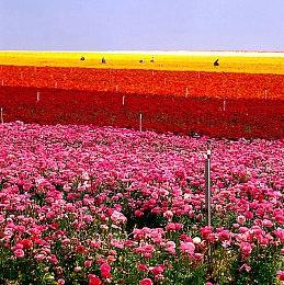 《刺客信条：幻景》泄露地图展示了一个更小的世界